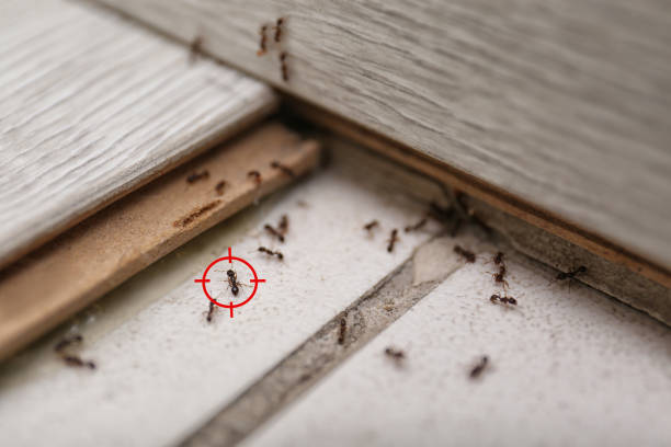 Best Ant Control Services  in University Center, VA