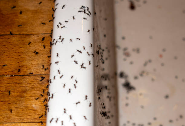 Best Termite Control Services  in University Center, VA