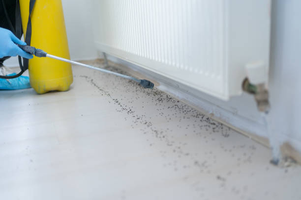 Best Affordable Pest Control Services  in University Center, VA